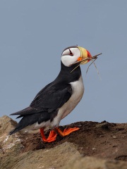 Horned Puffin