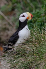 Horned Puffin