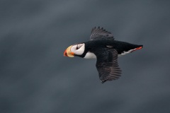 Horned Puffin