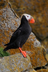 Tufted Puffin