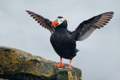 Tufted Puffin