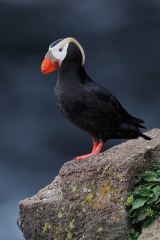 Tufted Puffin