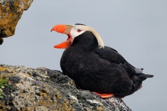 Tufted Puffin