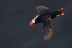 Tufted Puffin