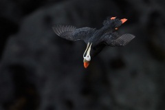 Tufted Puffin