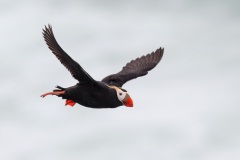 Tufted Puffin