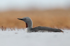 Red-throated Loon