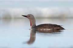 Red-throated Loon