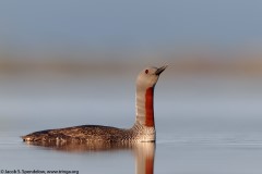 Red-throated Loon