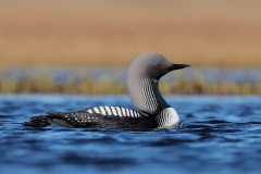 Pacific Loon