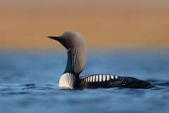 Pacific Loon