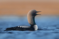 Pacific Loon