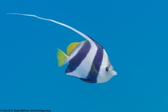 Pennant Butterflyfish