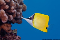 Common Longnose Butterflyfish