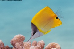 Common Longnose Butterflyfish