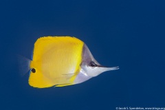 Common Longnose Butterflyfish