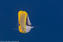 Common Longnose Butterflyfish