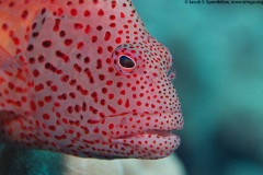 Blackside Hawkfish