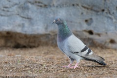 Rock Pigeon