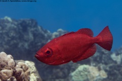 Glass Bigeye