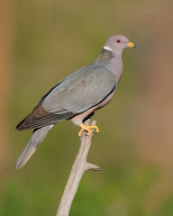 Band-tailed Pigeon