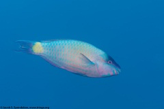 Palenose Parrotfish