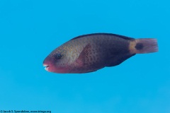 Bullethead Parrotfish