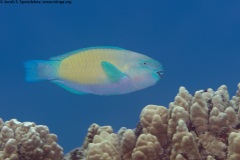 Bullethead Parrotfish