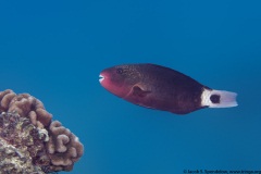 Bullethead Parrotfish