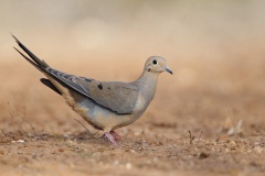 Mourning Dove