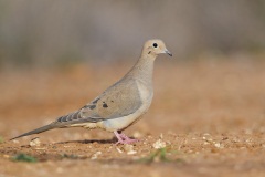 Mourning Dove