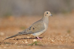 Mourning Dove