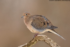 Mourning Dove