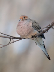 Mourning Dove