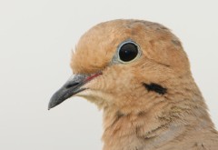 Mourning Dove