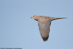 Mourning Dove