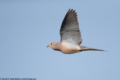 Mourning Dove