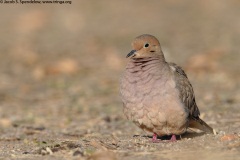 Mourning Dove