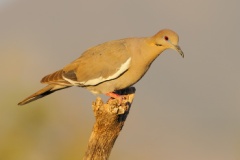 White-winged Dove