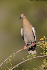 White-winged Dove