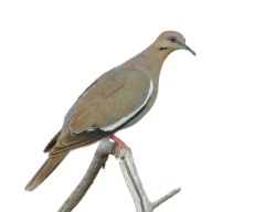 White-winged Dove