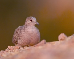 Inca Dove