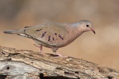 Common Ground-Dove