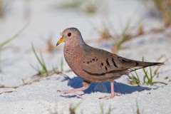 Common Ground-Dove