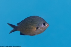 Oval Chromis