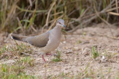 White-tipped Dove