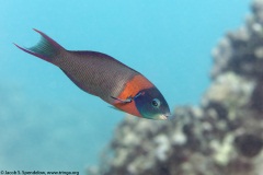 Saddle Wrasse