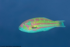 Surge Wrasse