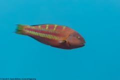 Christmas Wrasse