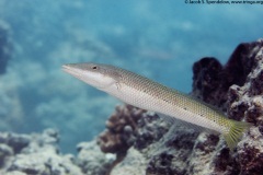 Cigar Wrasse